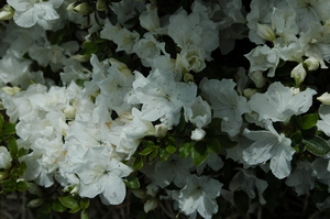 Azalea Panda